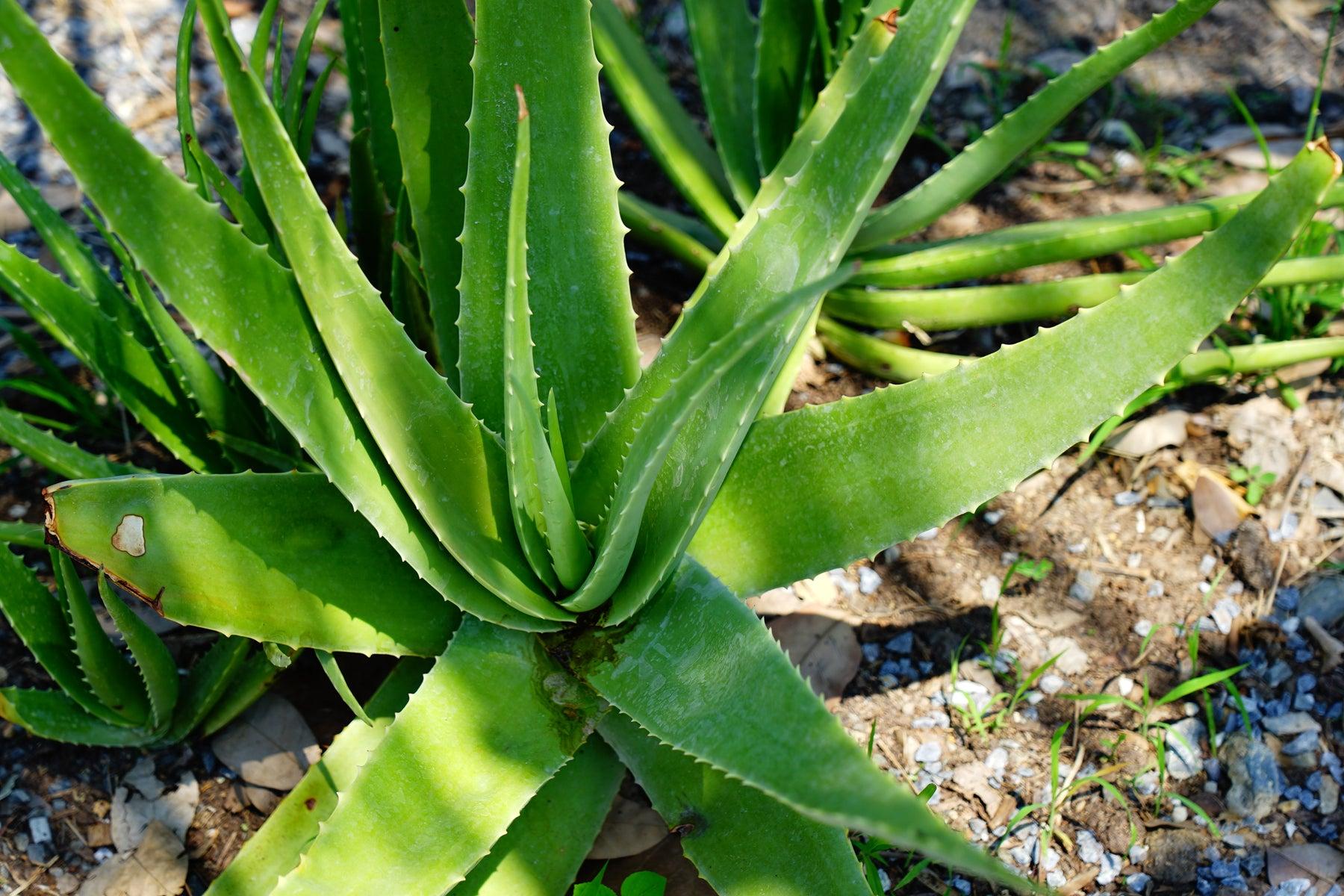 Aloe Vera